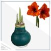 Waxed Amaryllis Bulb - Green Wax, Blooms Red - Easy Care - No Watering Needed! Beautiful Holiday Decor - Image 3