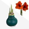 Waxed Amaryllis Bulb - Green Wax, Blooms Red - Easy Care - No Watering Needed! Beautiful Holiday Decor - Image 12