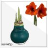 Waxed Amaryllis Bulb - Green Wax, Blooms Red - Easy Care - No Watering Needed! Beautiful Holiday Decor - Image 17