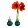 Waxed Amaryllis Bulb - Green Wax, Blooms Red - Easy Care - No Watering Needed! Beautiful Holiday Decor - Image 7