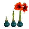 Waxed Amaryllis Bulb - Green Wax, Blooms Red - Easy Care - No Watering Needed! Beautiful Holiday Decor - Image 8