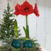 Waxed Amaryllis Bulb - Green Wax, Blooms Red - Easy Care - No Watering Needed! Beautiful Holiday Decor - Image 11