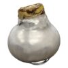 Waxed Amaryllis Bulb - Silver Wax, Blooms Red - Easy Care - No Watering Needed! Beautiful Holiday Decor