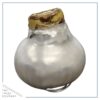 Waxed Amaryllis Bulb - Silver Wax, Blooms Red - Easy Care - No Watering Needed! Beautiful Holiday Decor - Image 2