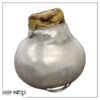 Waxed Amaryllis Bulb - Silver Wax, Blooms Red - Easy Care - No Watering Needed! Beautiful Holiday Decor - Image 12