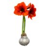 Waxed Amaryllis Bulb - Silver Wax, Blooms Red - Easy Care - No Watering Needed! Beautiful Holiday Decor - Image 4