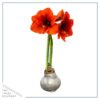 Waxed Amaryllis Bulb - Silver Wax, Blooms Red - Easy Care - No Watering Needed! Beautiful Holiday Decor - Image 5