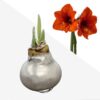 Waxed Amaryllis Bulb - Silver Wax, Blooms Red - Easy Care - No Watering Needed! Beautiful Holiday Decor - Image 18