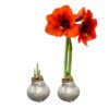 Waxed Amaryllis Bulb - Silver Wax, Blooms Red - Easy Care - No Watering Needed! Beautiful Holiday Decor - Image 7