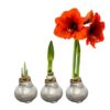 Waxed Amaryllis Bulb - Silver Wax, Blooms Red - Easy Care - No Watering Needed! Beautiful Holiday Decor - Image 8
