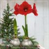 Waxed Amaryllis Bulb - Silver Wax, Blooms Red - Easy Care - No Watering Needed! Beautiful Holiday Decor - Image 14