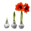 Snow Flecked Waxed Amaryllis Bulb - Sparkling Silver Wax, Blooms Red (3 Plants Per Pack) - Easy Care - No Watering Needed! Beautiful Holiday Decor - Image 5