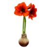 Snow Flecked Waxed Amaryllis Bulb - Beaming Bronze Wax, Blooms Red (3 Plants Per Pack), Easy Care - No Watering Needed! Beautiful Holiday Decor - Image 3
