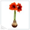 Snow Flecked Waxed Amaryllis Bulb - Beaming Bronze Wax, Blooms Red (3 Plants Per Pack), Easy Care - No Watering Needed! Beautiful Holiday Decor - Image 4