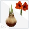 Snow Flecked Waxed Amaryllis Bulb - Beaming Bronze Wax, Blooms Red (3 Plants Per Pack), Easy Care - No Watering Needed! Beautiful Holiday Decor - Image 8