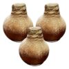 Snow Flecked Waxed Amaryllis Bulb - Beaming Bronze Wax, Blooms Red (3 Plants Per Pack), Easy Care - No Watering Needed! Beautiful Holiday Decor