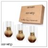 Snow Flecked Waxed Amaryllis Bulb - Beaming Bronze Wax, Blooms Red (3 Plants Per Pack), Easy Care - No Watering Needed! Beautiful Holiday Decor - Image 26