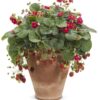Proven Winners® Strawberries - Berried Treasure Red Flowers - 4 Plants Per Pack - Everbearing and Tasty - 6" Tall by 6" Wide in 1.56 PW Pot - Image 3