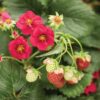 Proven Winners® Strawberries - Berried Treasure Red Flowers - 4 Plants Per Pack - Everbearing and Tasty - 6" Tall by 6" Wide in 1.56 PW Pot - Image 2