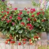 Proven Winners® Strawberries - Berried Treasure Red Flowers - 4 Plants Per Pack - Everbearing and Tasty - 6" Tall by 6" Wide in 1.56 PW Pot - Image 4