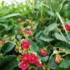 Proven Winners® Strawberries - Berried Treasure Red Flowers - 4 Plants Per Pack - Everbearing and Tasty - 6" Tall by 6" Wide in 1.56 PW Pot - Image 5