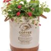 Proven Winners® Strawberries - Berried Treasure Red Flowers - 4 Plants Per Pack - Everbearing and Tasty - 6" Tall by 6" Wide in 1.56 PW Pot - Image 8