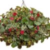 Proven Winners® Strawberries - Berried Treasure Red Flowers - 4 Plants Per Pack - Everbearing and Tasty - 6" Tall by 6" Wide in 1.56 PW Pot - Image 7