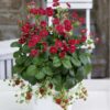 Proven Winners® Strawberries - Berried Treasure Red Flowers - 4 Plants Per Pack - Everbearing and Tasty - 6" Tall by 6" Wide in 1.56 PW Pot - Image 6