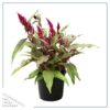 Live Celosia - Dragon's Breath - Beautiful Color - 15" Tall by 8" Wide in 2.5 Qt Pot - Image 2