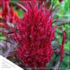 Live Celosia - Dragon's Breath - Beautiful Color - 15" Tall by 8" Wide in 2.5 Qt Pot - Image 3