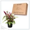 Live Celosia - Dragon's Breath - Beautiful Color - 15" Tall by 8" Wide in 2.5 Qt Pot - Image 5