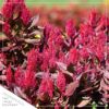 Live Celosia - Dragon's Breath - Beautiful Color - 15" Tall by 8" Wide in 2.5 Qt Pot - Image 6