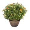 Live Hardy Chrysanthemum in Whiskey Barrel - Orange - Colorful Fall Mums - 15" Tall by 12" Wide in 1.15 Gal Deco Pot