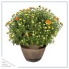 Live Hardy Chrysanthemum in Whiskey Barrel - Orange - Colorful Fall Mums - 15" Tall by 12" Wide in 1.15 Gal Deco Pot - Image 2
