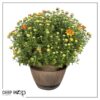 Live Hardy Chrysanthemum in Whiskey Barrel - Orange - Colorful Fall Mums - 15" Tall by 12" Wide in 1.15 Gal Deco Pot - Image 11