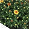 Live Hardy Chrysanthemum in Whiskey Barrel - Orange - Colorful Fall Mums - 15" Tall by 12" Wide in 1.15 Gal Deco Pot - Image 4