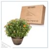 Live Hardy Chrysanthemum in Whiskey Barrel - Orange - Colorful Fall Mums - 15" Tall by 12" Wide in 1.15 Gal Deco Pot - Image 7