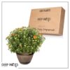 Live Hardy Chrysanthemum in Whiskey Barrel - Orange - Colorful Fall Mums - 15" Tall by 12" Wide in 1.15 Gal Deco Pot - Image 14