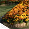 Live Hardy Chrysanthemum in Whiskey Barrel - Orange - Colorful Fall Mums - 15" Tall by 12" Wide in 1.15 Gal Deco Pot - Image 8