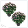 Live Flowering Hardy Chrysanthemum - Pink (2 Plants Per Pack) - Colorful Fall Mums - 15" Tall by 12" Wide in 3 Qt Pot - Image 2