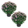 Live Flowering Hardy Chrysanthemum - Pink (2 Plants Per Pack) - Colorful Fall Mums - 15" Tall by 12" Wide in 3 Qt Pot