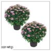 Live Flowering Hardy Chrysanthemum - Pink (2 Plants Per Pack) - Colorful Fall Mums - 15" Tall by 12" Wide in 3 Qt Pot - Image 5