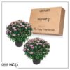 Live Flowering Hardy Chrysanthemum - Pink (2 Plants Per Pack) - Colorful Fall Mums - 15" Tall by 12" Wide in 3 Qt Pot - Image 8