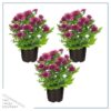 Live Flowering Hardy Chrysanthemum - Purple (3 Plants Per Pack) - Colorful Fall Mums - 10" Tall by 6" Wide in 1 Qt Pot - Image 2
