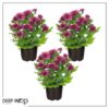 Live Flowering Hardy Chrysanthemum - Purple (3 Plants Per Pack) - Colorful Fall Mums - 10" Tall by 6" Wide in 1 Qt Pot - Image 7