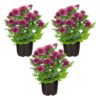 Live Flowering Hardy Chrysanthemum - Purple (3 Plants Per Pack) - Colorful Fall Mums - 10" Tall by 6" Wide in 1 Qt Pot