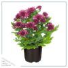 Live Flowering Hardy Chrysanthemum - Purple (3 Plants Per Pack) - Colorful Fall Mums - 10" Tall by 6" Wide in 1 Qt Pot - Image 3