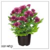 Live Flowering Hardy Chrysanthemum - Purple (3 Plants Per Pack) - Colorful Fall Mums - 10" Tall by 6" Wide in 1 Qt Pot - Image 8