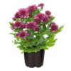 Live Flowering Hardy Chrysanthemum - Purple (3 Plants Per Pack) - Colorful Fall Mums - 10" Tall by 6" Wide in 1 Qt Pot - Image 4