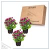Live Flowering Hardy Chrysanthemum - Purple (3 Plants Per Pack) - Colorful Fall Mums - 10" Tall by 6" Wide in 1 Qt Pot - Image 6